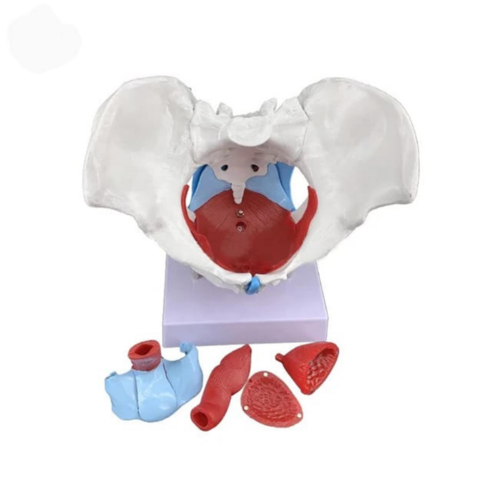 Pelvisli Pelvik Taban Maketi Model 44