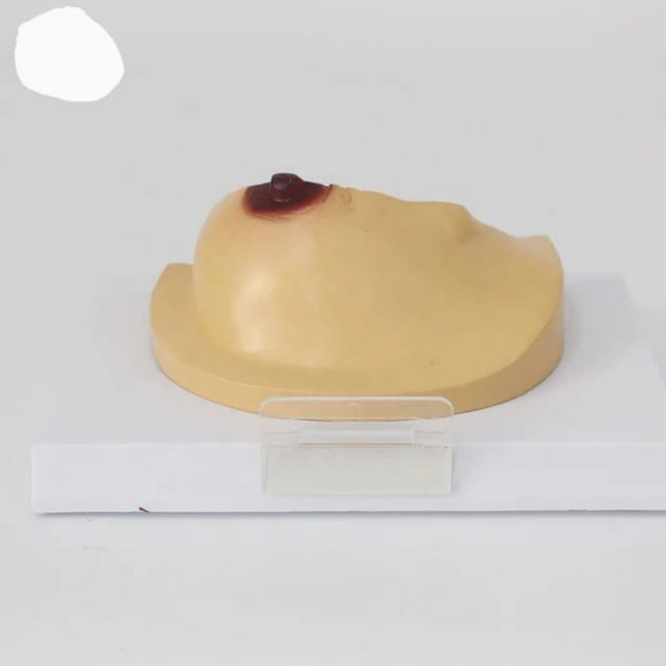 Göğüs Maketi Model 42