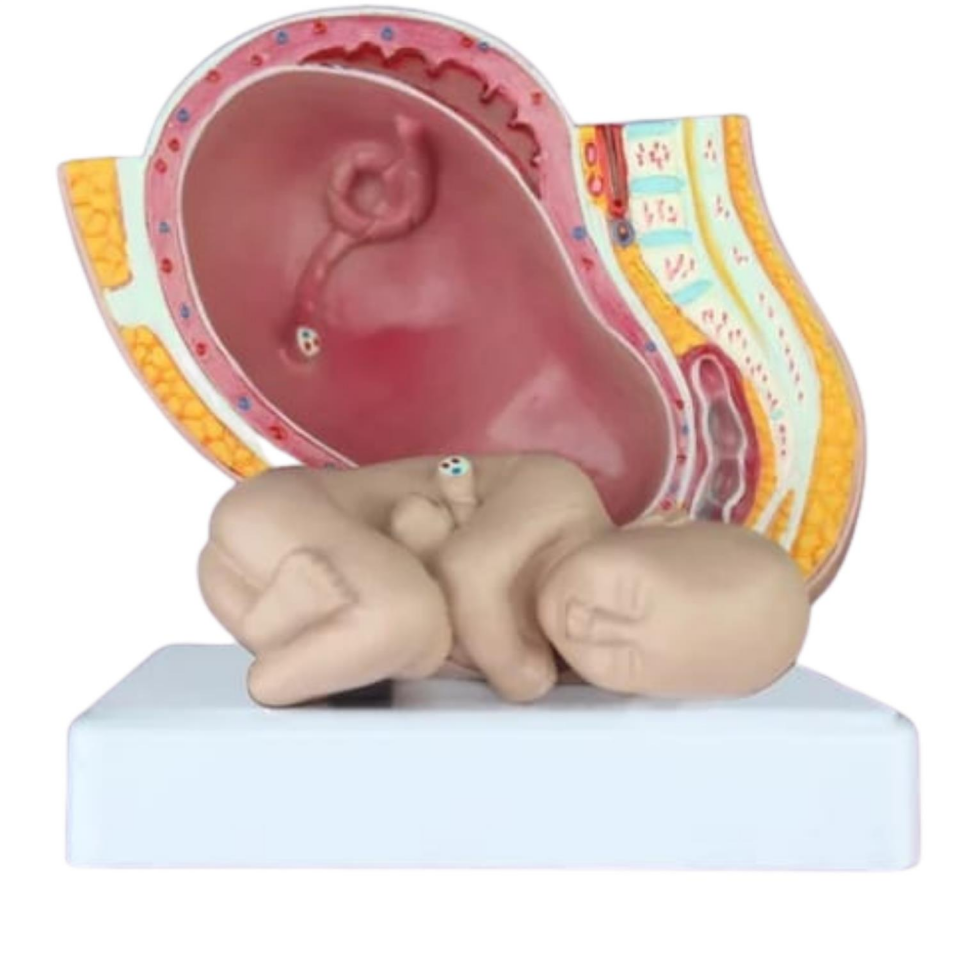 Gebelik Doğum Maketi Model 40