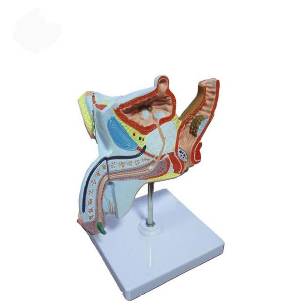 Erkek Pelvik Taban Maketi Model 39