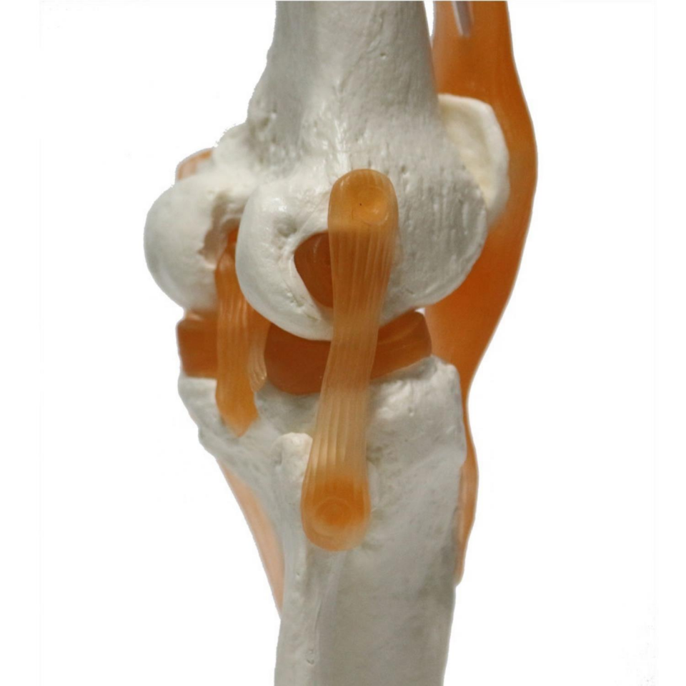 Omurga Diz Maketi Model 27