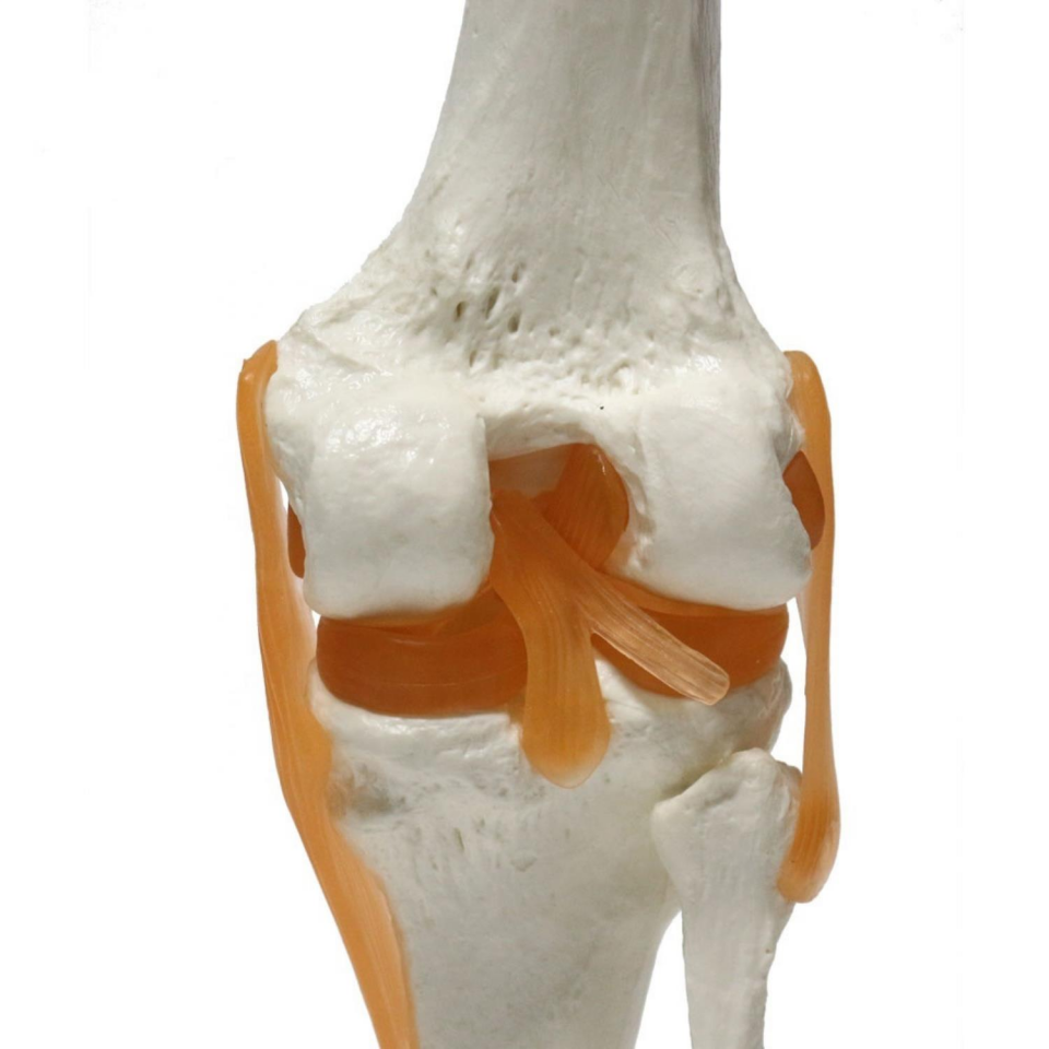 Omurga Diz Maketi Model 27