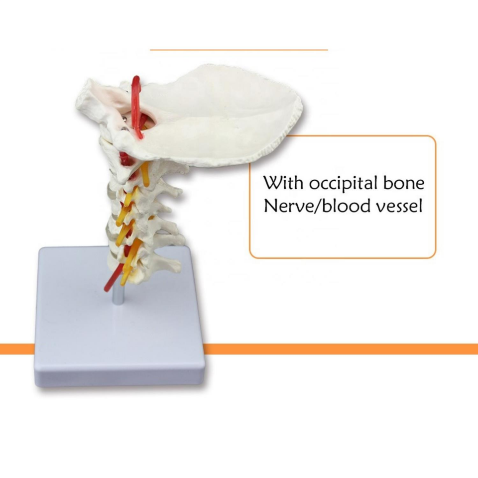 Omurga Boyun Maketi Model 21