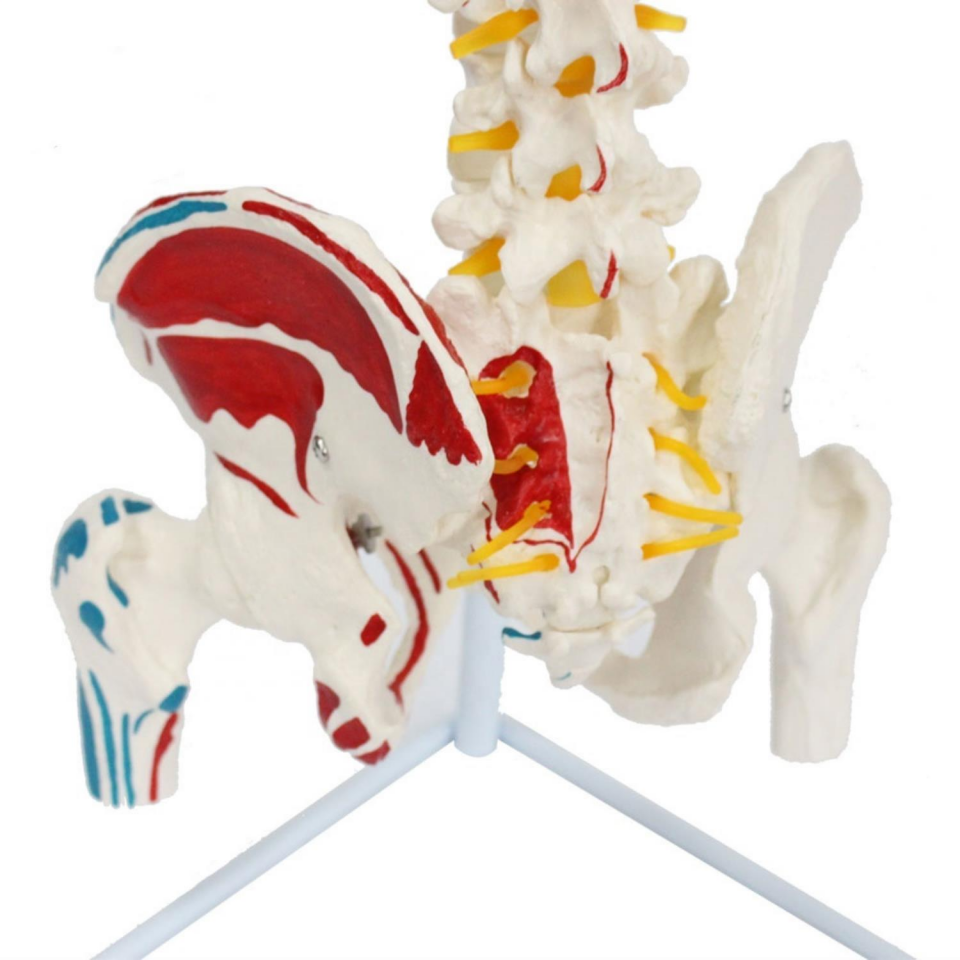 Omurga Maketi 85 cm Model 17