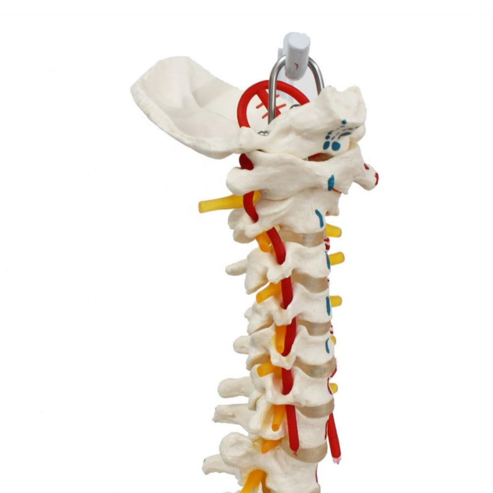 Omurga Maketi 85 cm Model 17