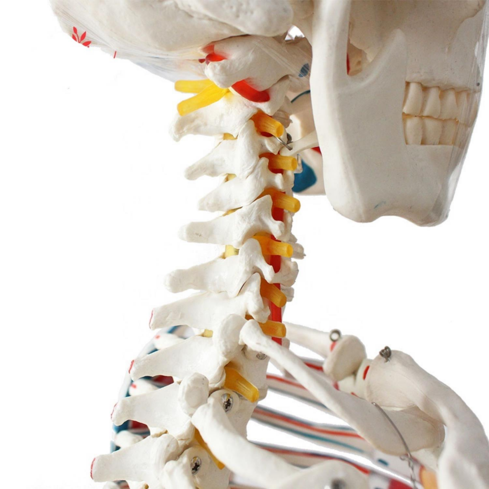 Tam İskelet Maketi 170 cm Model 12