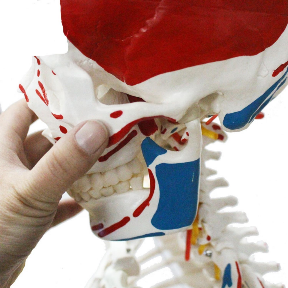 Tam İskelet Maketi 170 cm Model 12