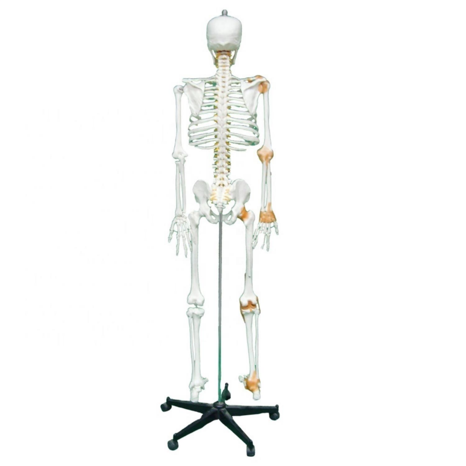 Tam İskelet Maketi 170 cm Model 11