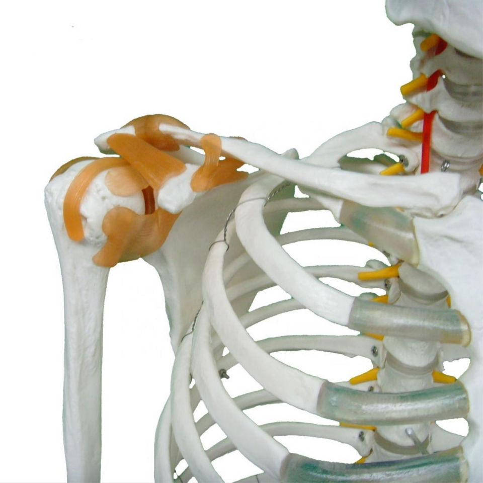 Tam İskelet Maketi 170 cm Model 11