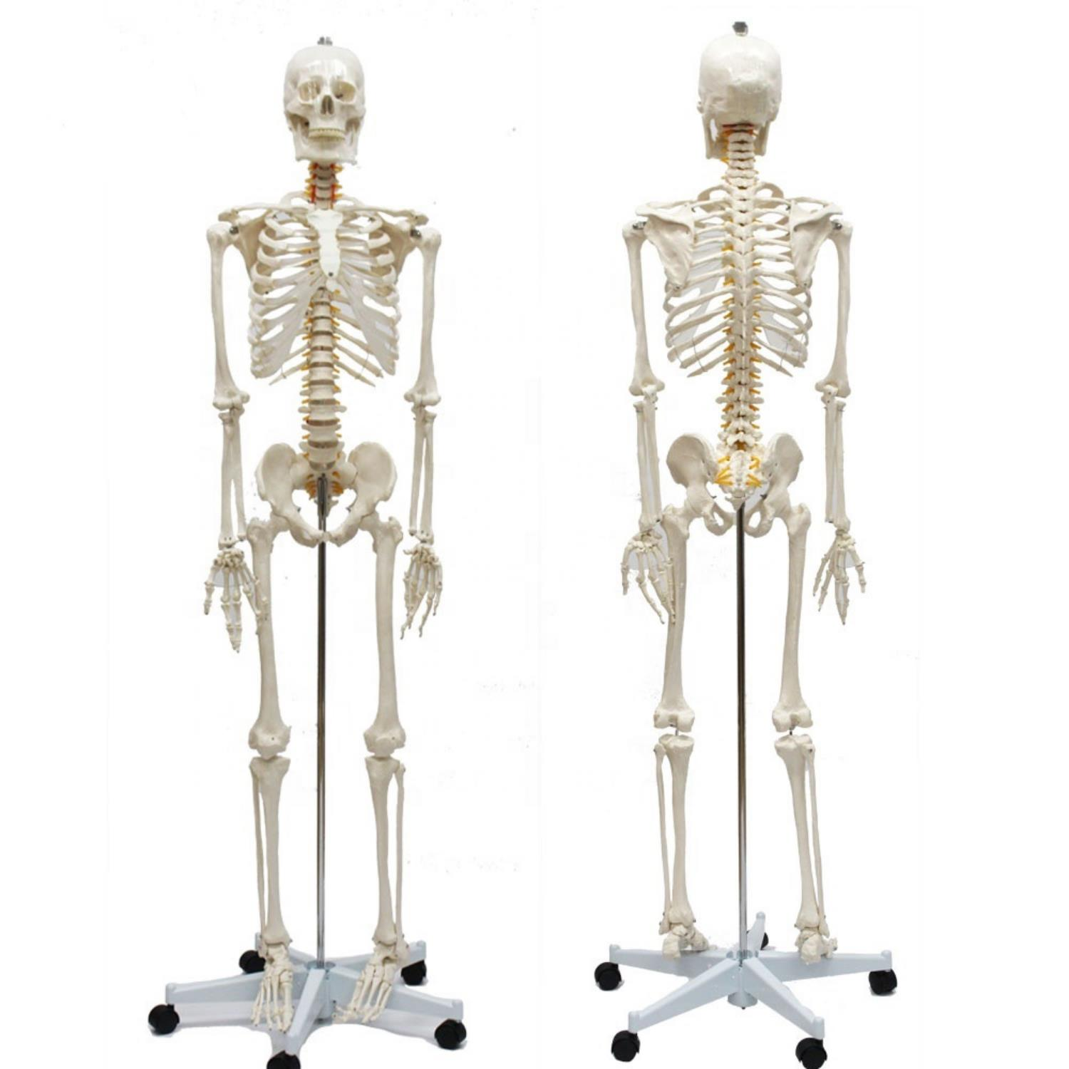 Tam İskelet Maketi 170 cm Model 10