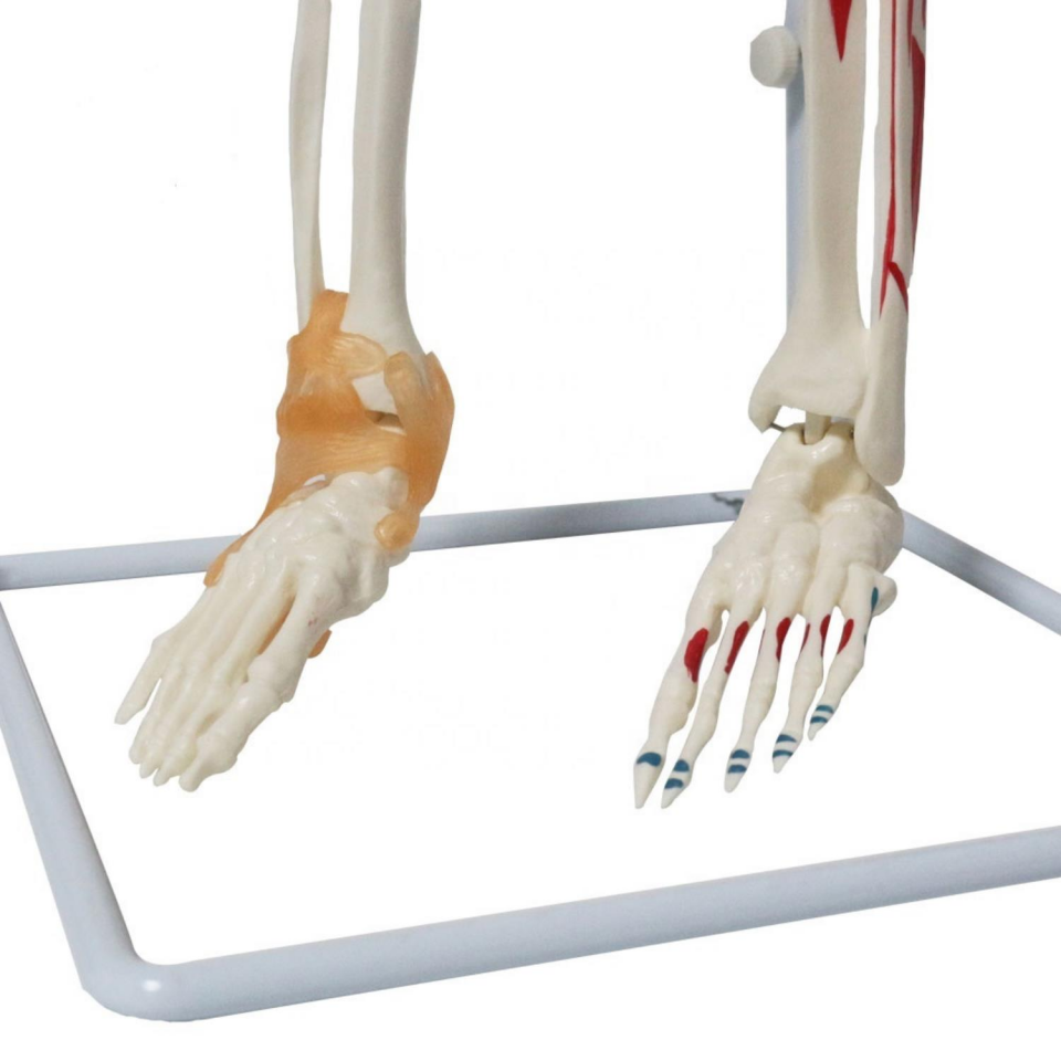 Tam İskelet Maketi 85 cm Model 9