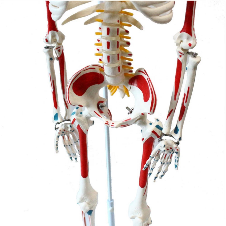 Tam İskelet Maketi 85 cm Model 8