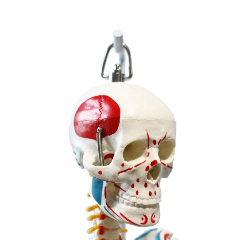 Tam İskelet Maketi 85 cm Model 8