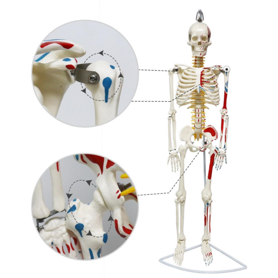 Tam İskelet Maketi 85 cm Model 7