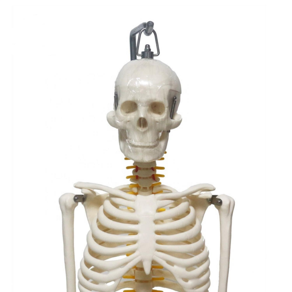 Tam İskelet Maketi 85 cm Model 6