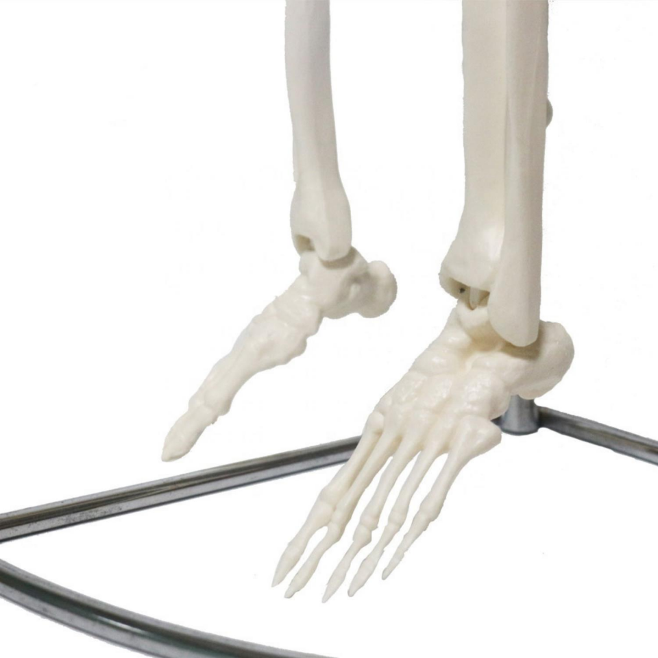 Tam İskelet Maketi 85 cm Model 6