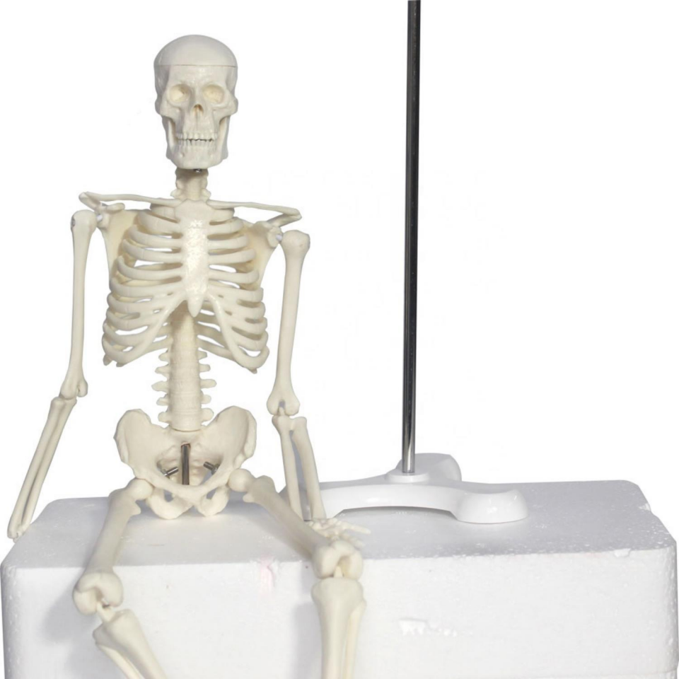Tam İskelet Maketi 45 cm Model 4