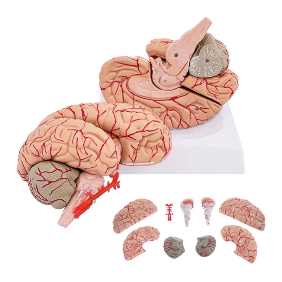 Parçalı Beyin Maketi Model 52