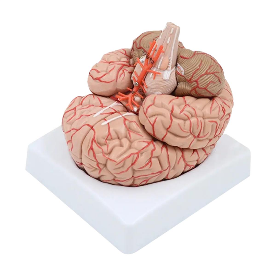 Parçalı Beyin Maketi Model 52