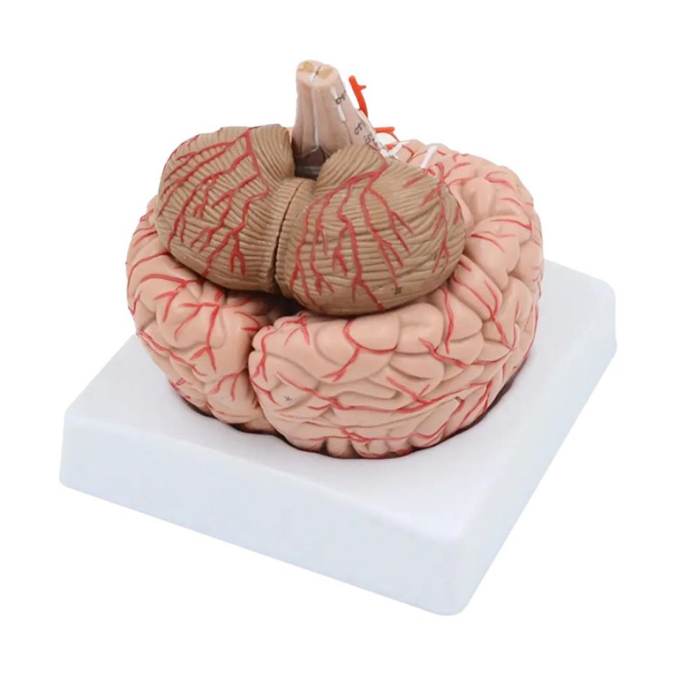 Parçalı Beyin Maketi Model 52