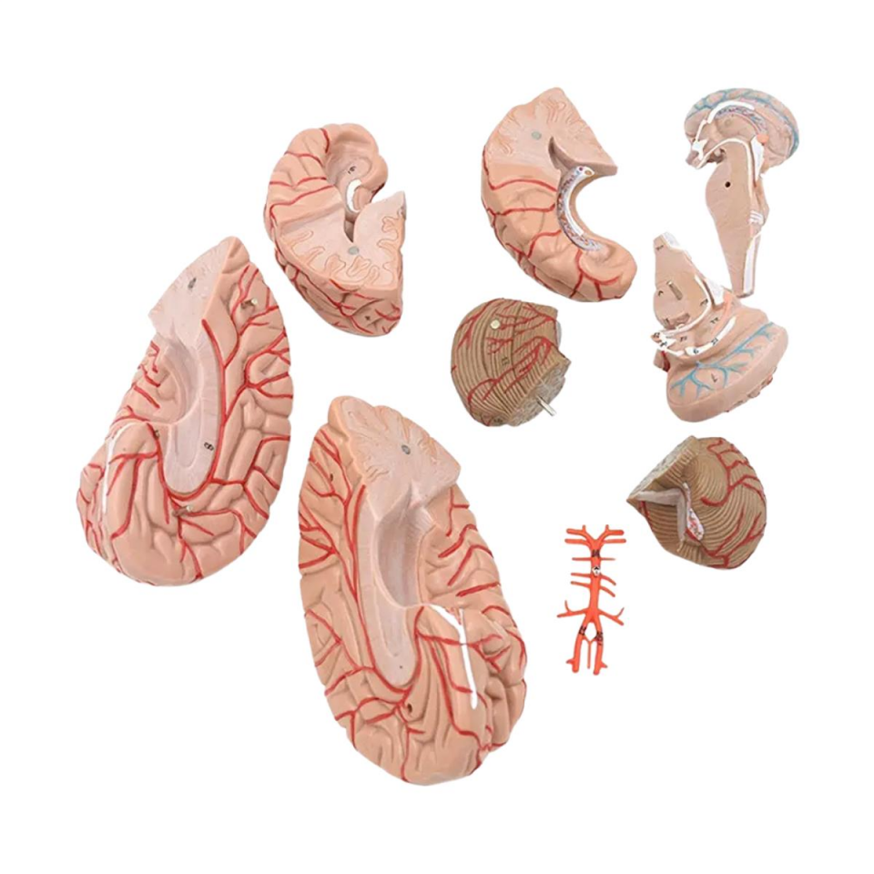 Parçalı Beyin Maketi Model 52