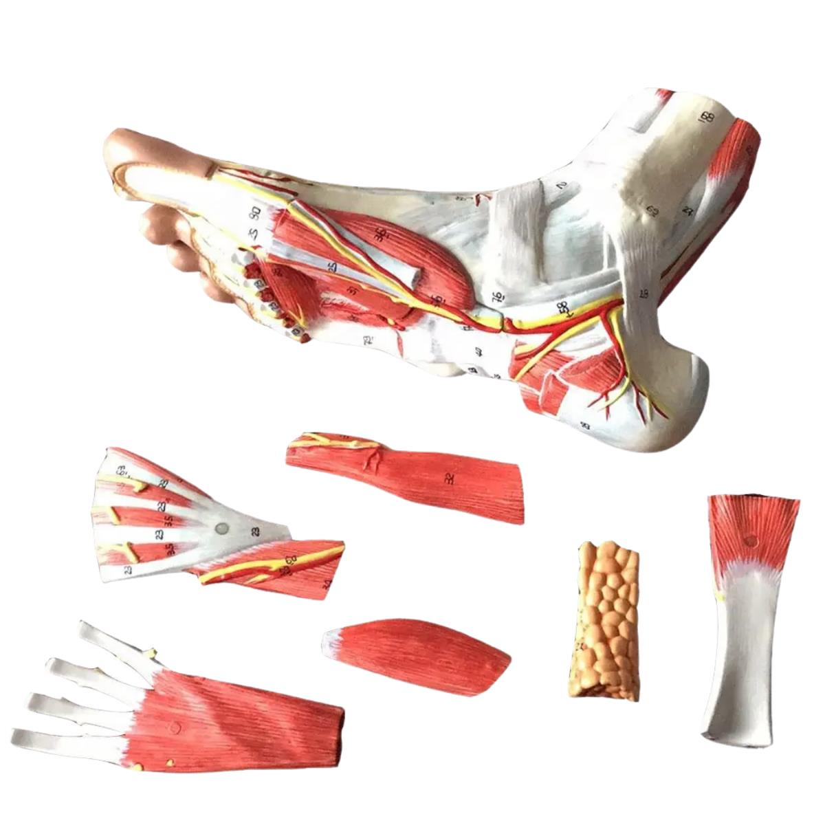 Detaylı Parçalı Ayak Maketi Model 53