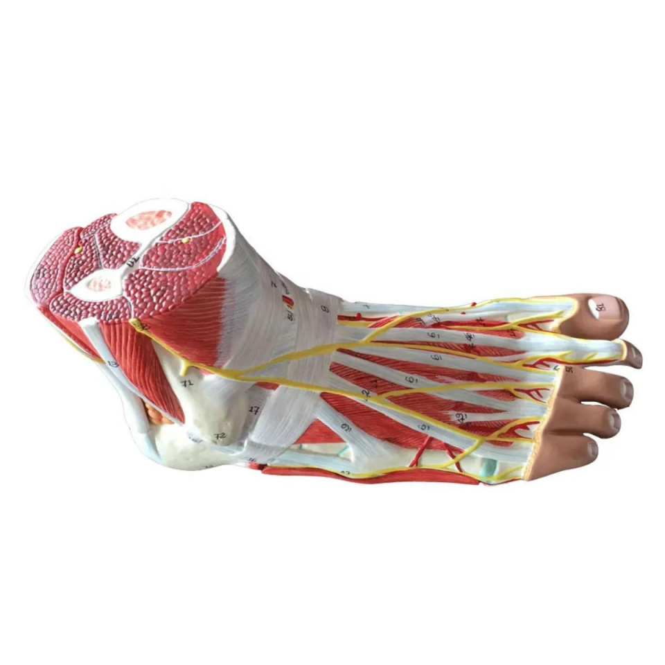 Detaylı Parçalı Ayak Maketi Model 53