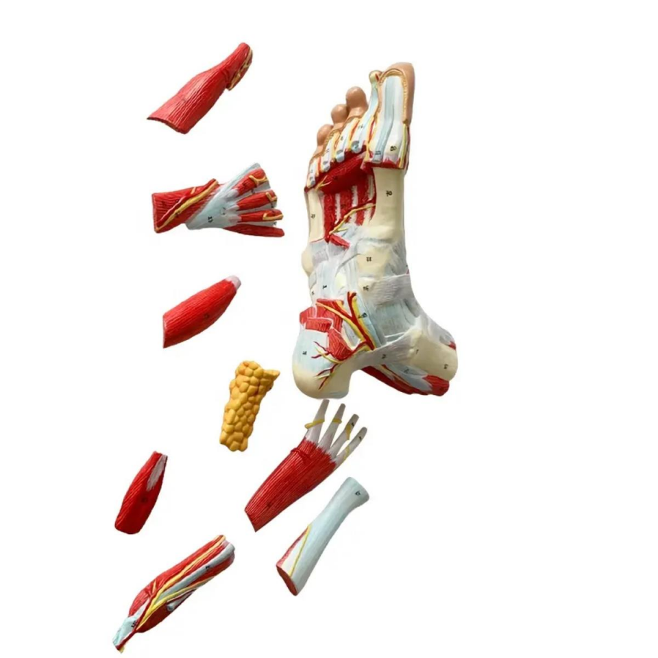 Detaylı Parçalı Ayak Maketi Model 53