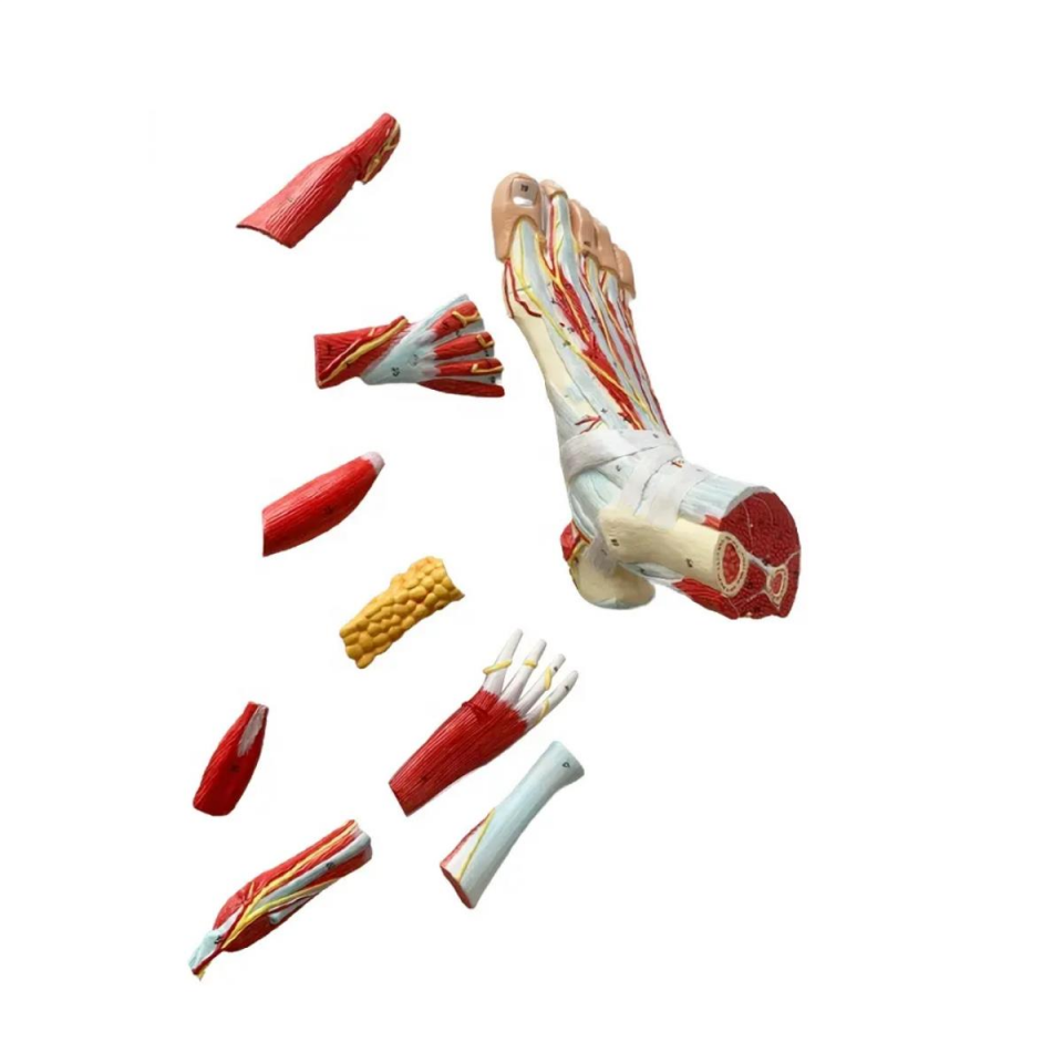 Detaylı Parçalı Ayak Maketi Model 53