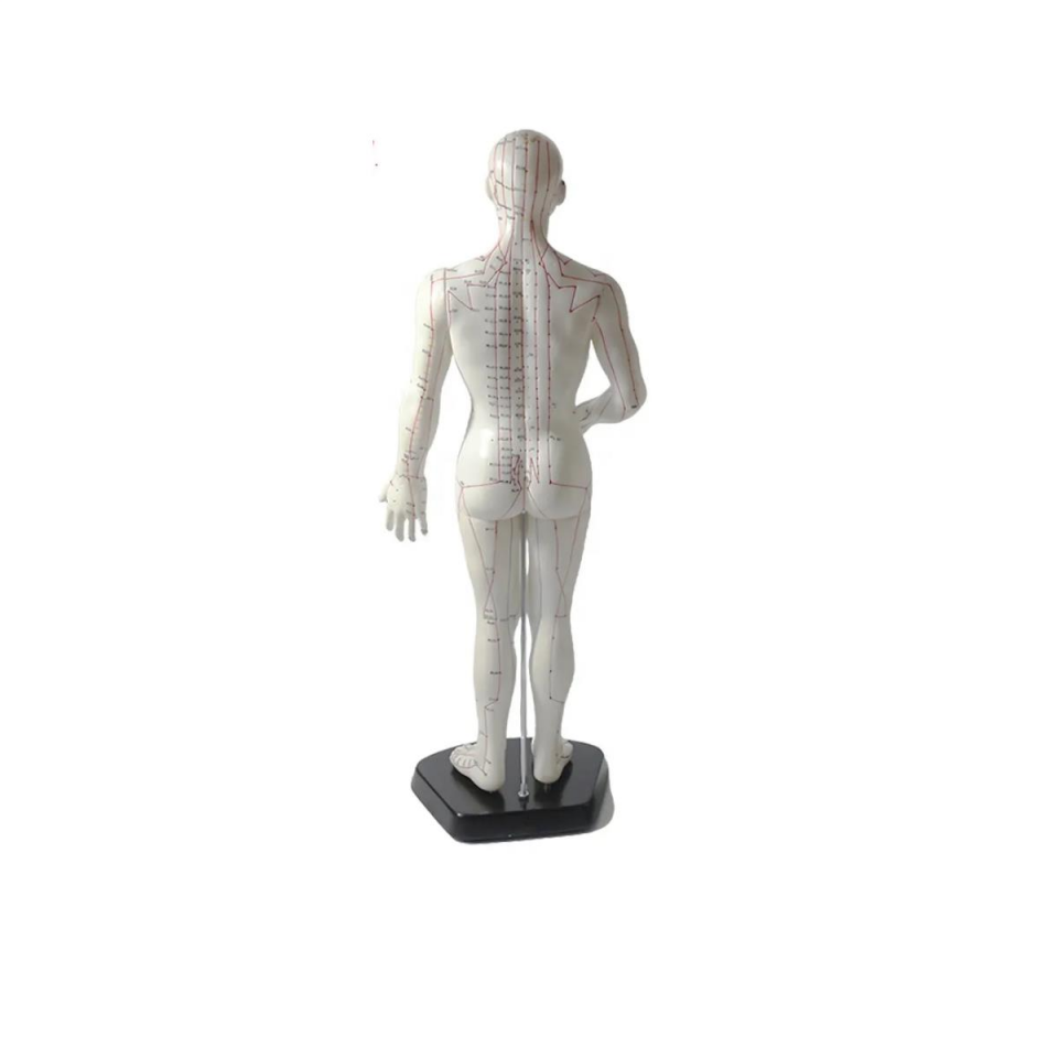 Erkek Akupunktur Maketi 50 cm