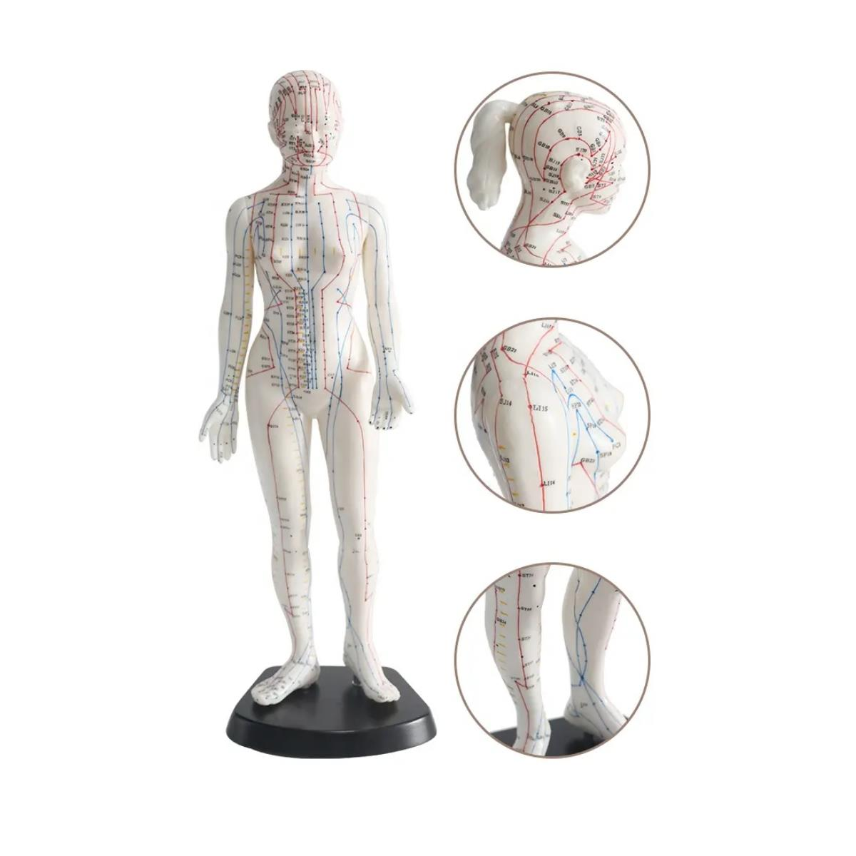 Kadın Akupunktur Maketi 50 cm