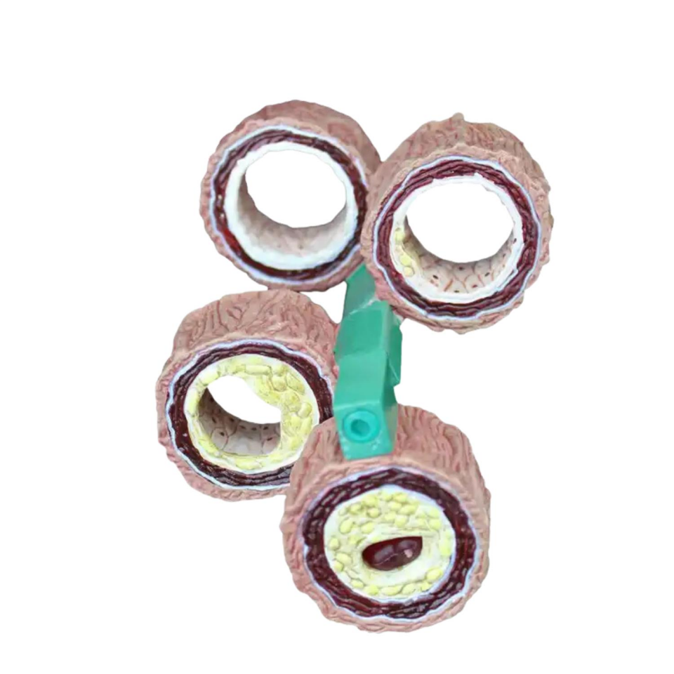 Damar Maketi Tıp Eğitim Maketi Model 45