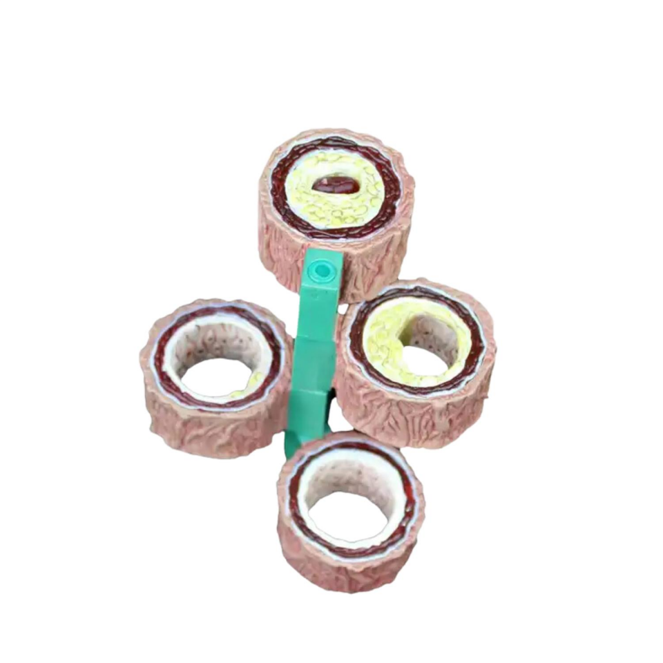 Damar Maketi Tıp Eğitim Maketi Model 45