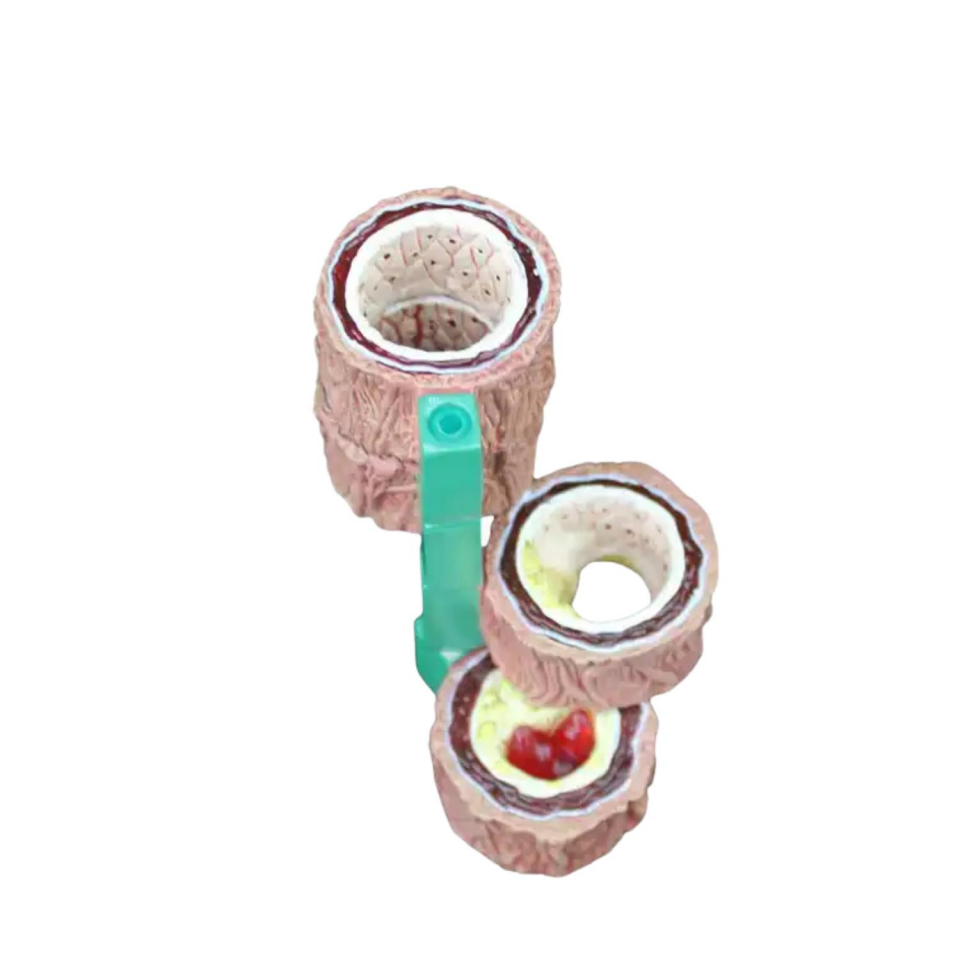 Damar Maketi Tıp Eğitim Maketi Model 45