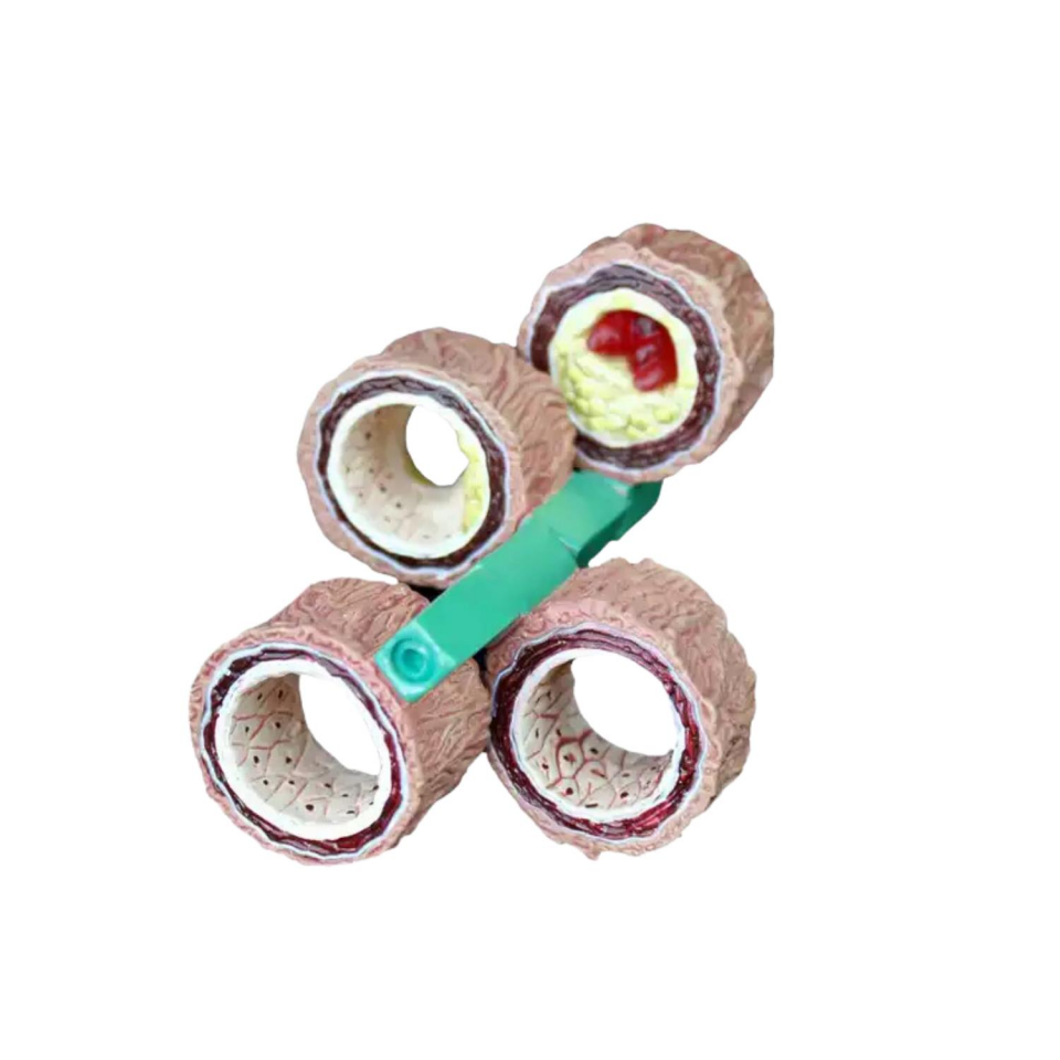 Damar Maketi Tıp Eğitim Maketi Model 45