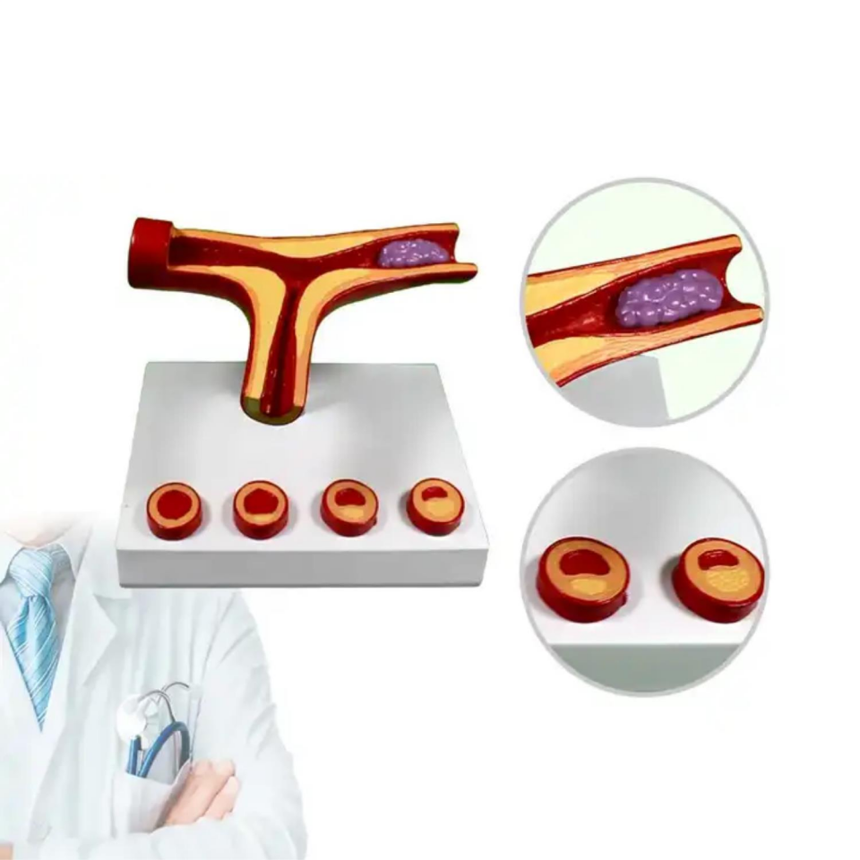 Damar Maketi Tıp Eğitim Maketi Model 46