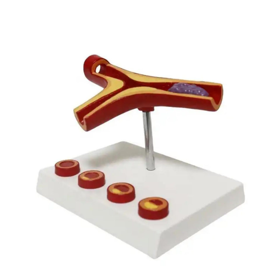 Damar Maketi Tıp Eğitim Maketi Model 46