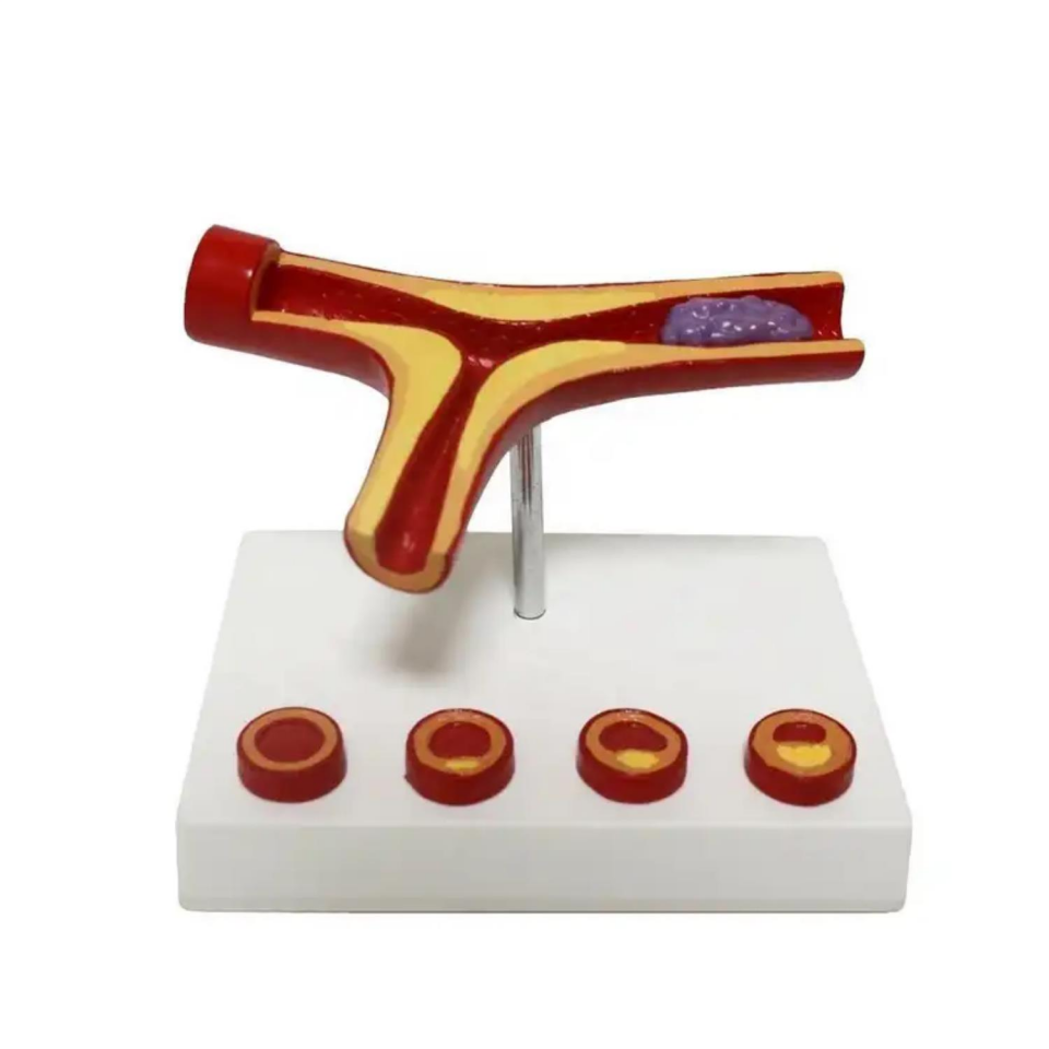 Damar Maketi Tıp Eğitim Maketi Model 46