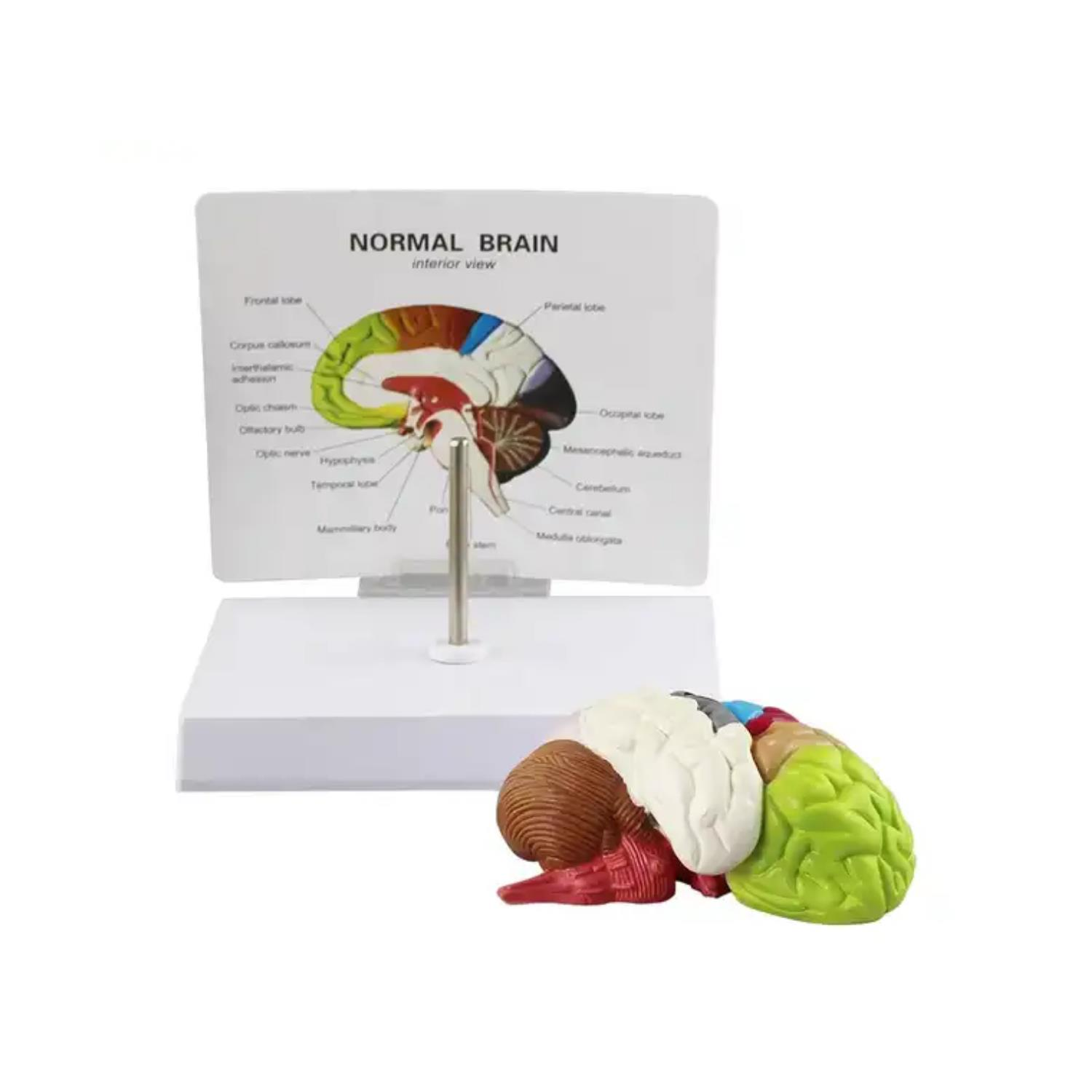 Renkli Beyin Anatomi Maketi Model 47