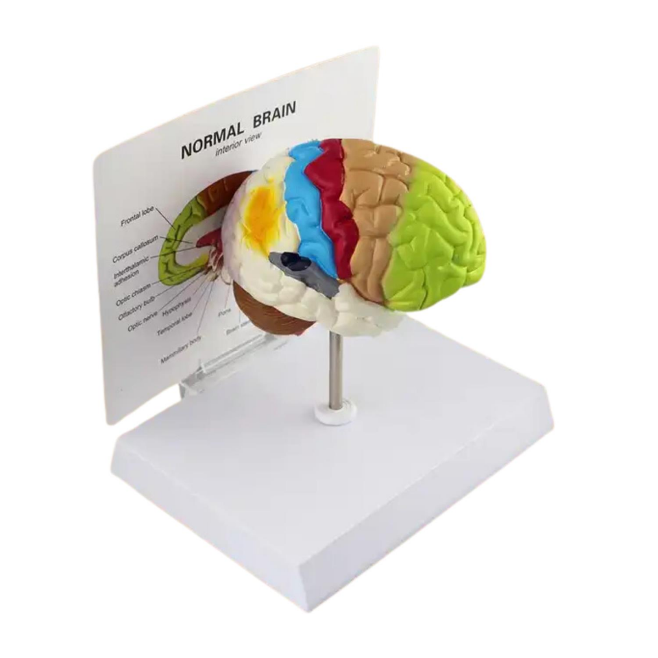 Renkli Beyin Anatomi Maketi Model 47