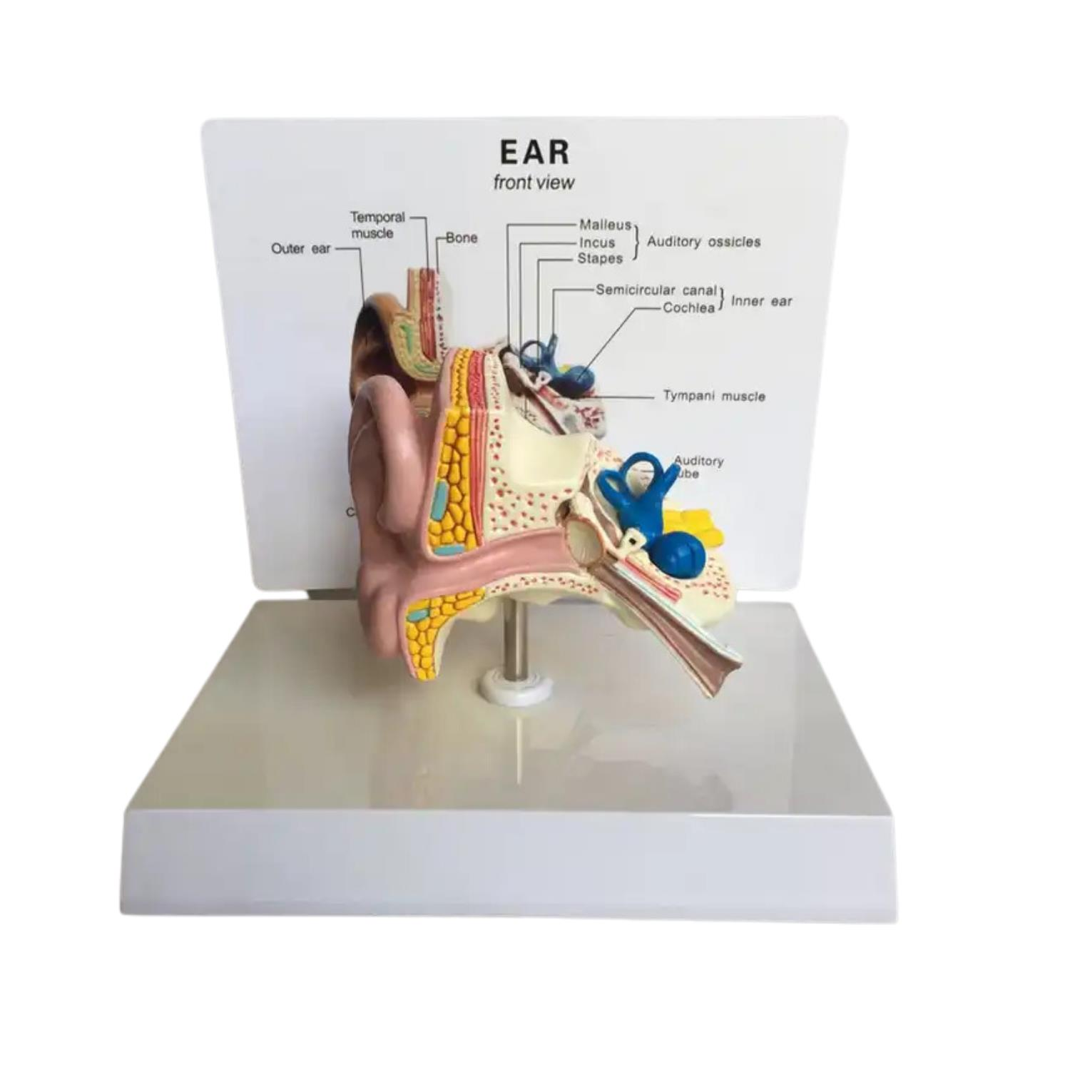 İç Kulak Tıp Eğitim Maketi Model 49