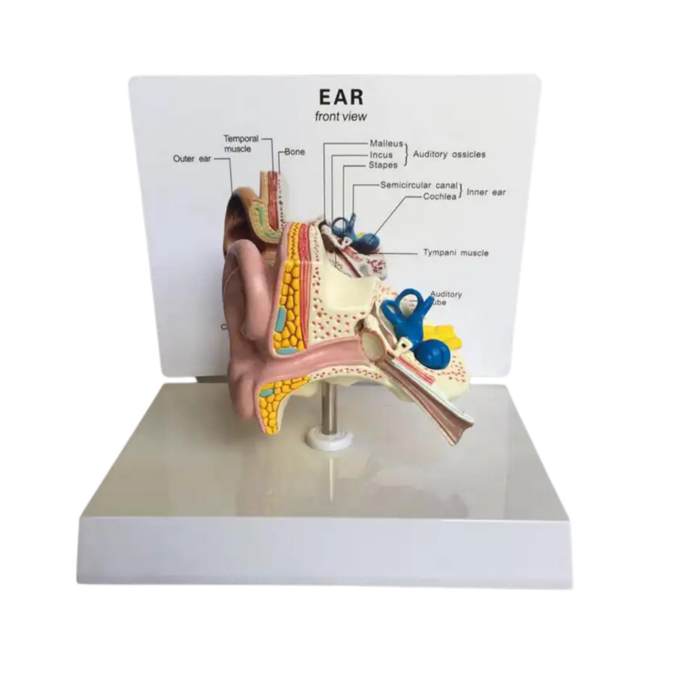 İç Kulak Tıp Eğitim Maketi Model 49