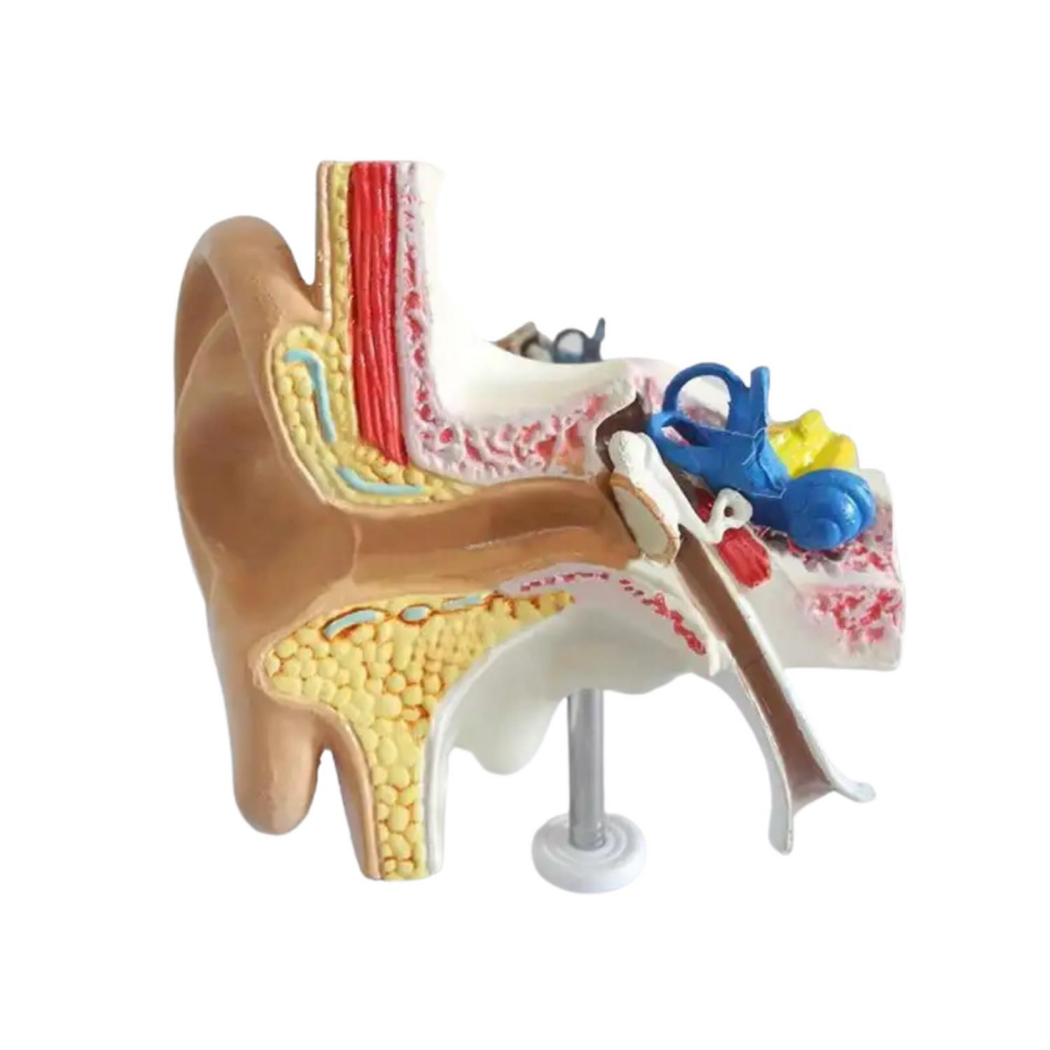 İç Kulak Tıp Eğitim Maketi Model 49