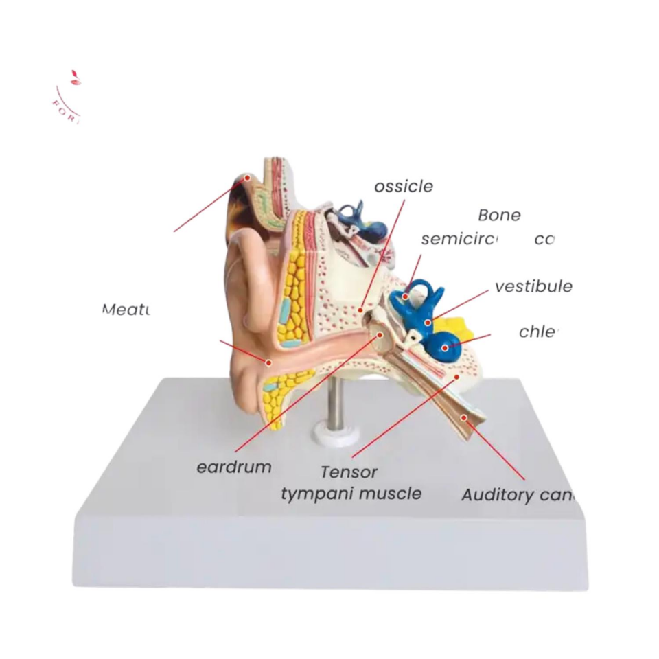 İç Kulak Tıp Eğitim Maketi Model 49