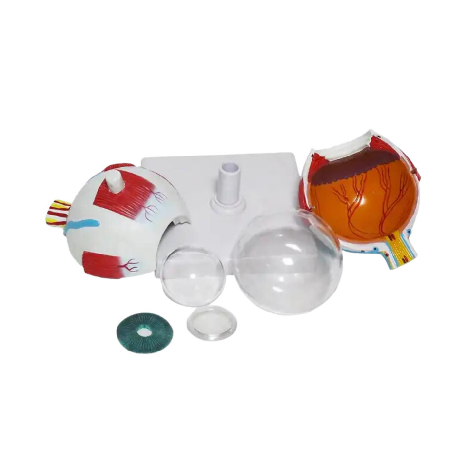 Göz Tıp Eğitim Maketi Model 50