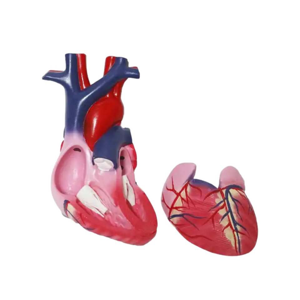 Kalp Tıp Eğitim Maketi Model 51